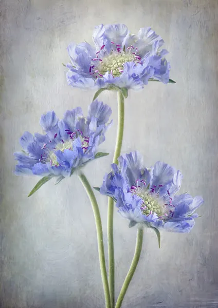 Scabiosa by Mandy Disher