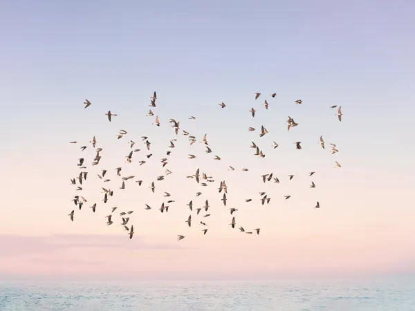 Sunset Flight by Kathrin Pienaar