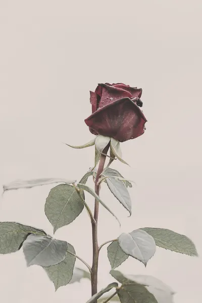 Rose by Kathrin Pienaar