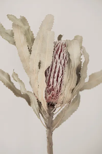 Banksia by Kathrin Pienaar