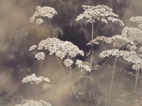 Wild Parsley by Kathrin Pienaar