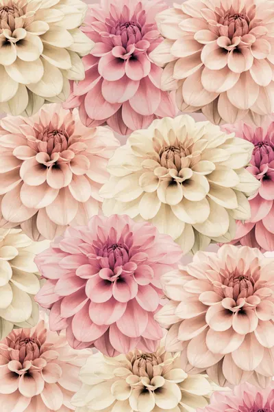 Dahlia by Kathrin Pienaar