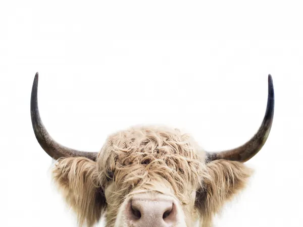 Peeking Cow by Kathrin Pienaar