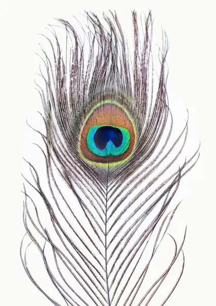 Peacock Feather by Kathrin Pienaar