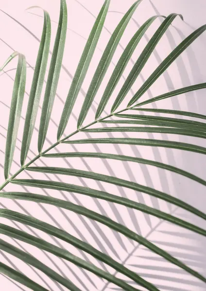 Palm Leaf Shadow by Kathrin Pienaar