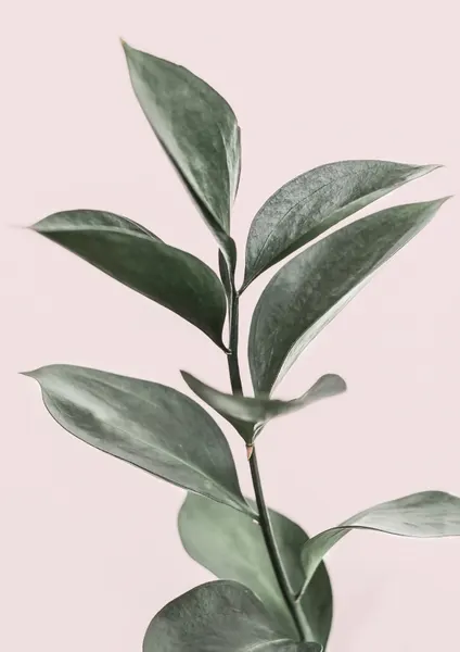 Foliage on Pink by Kathrin Pienaar