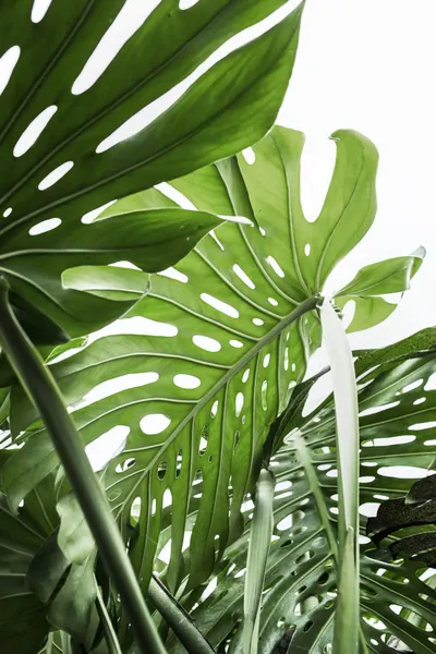 Jungle by Kathrin Pienaar