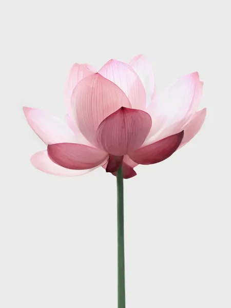 Lotus Flower by Kathrin Pienaar
