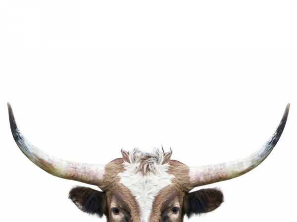 Peeking Longhorn Cow by Kathrin Pienaar