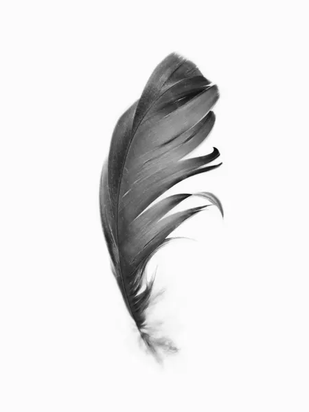 Feather by Kathrin Pienaar