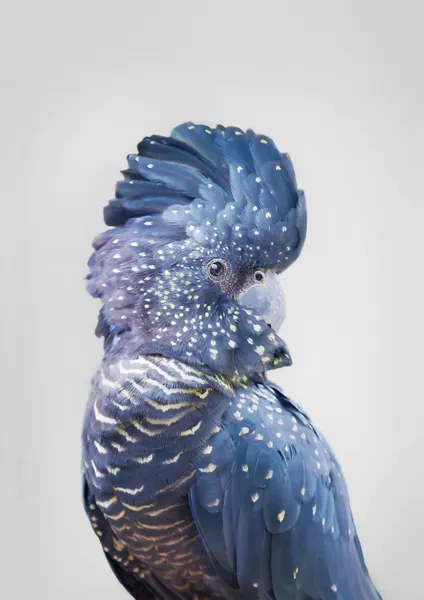 Black Cockatoo by Kathrin Pienaar