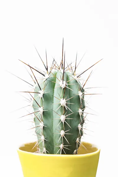 Spikey Cactus by Kathrin Pienaar