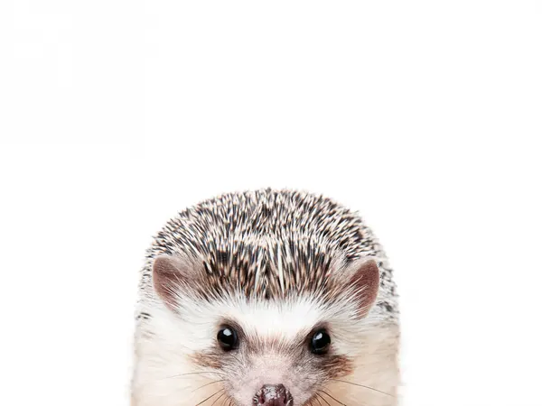 Peeking Hedgehog by Kathrin Pienaar