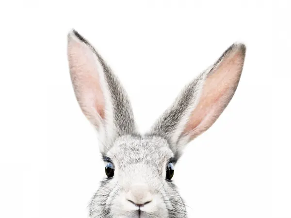 Peeking Bunny by Kathrin Pienaar