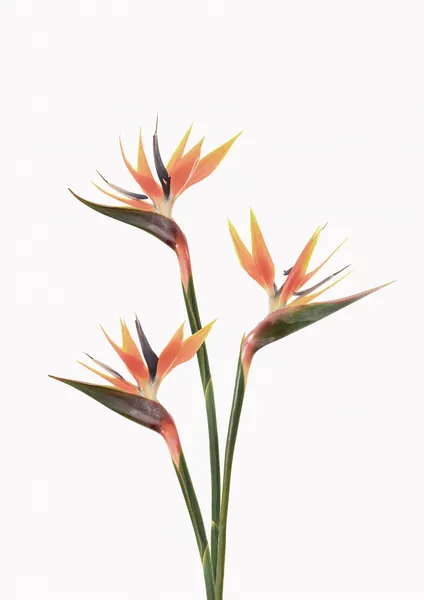 Birds of Paradise by Kathrin Pienaar