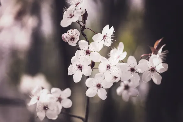 Blossoms by Kathrin Pienaar