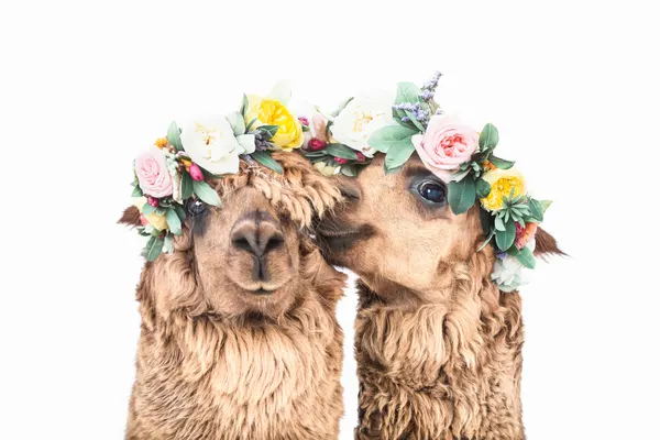 Boho Alpacas by Kathrin Pienaar