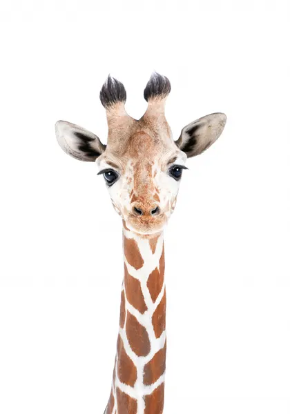 Baby Giraffe by Kathrin Pienaar