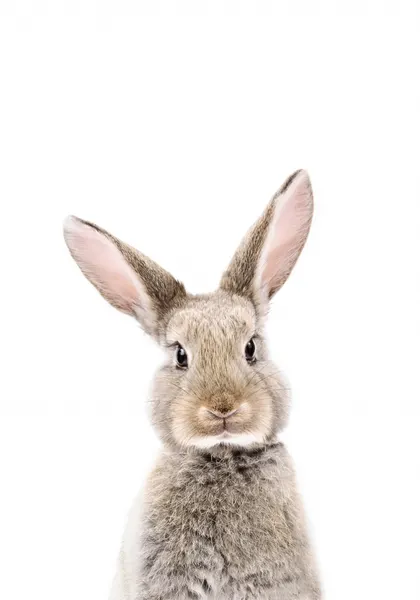 Baby Rabbit by Kathrin Pienaar
