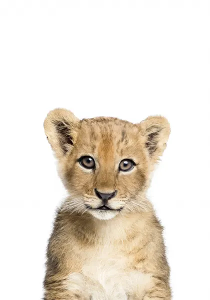 Baby Lion by Kathrin Pienaar