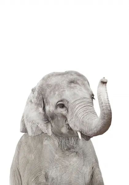 Baby Elephant by Kathrin Pienaar