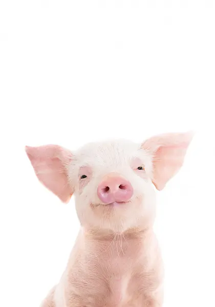 Baby Pig by Kathrin Pienaar