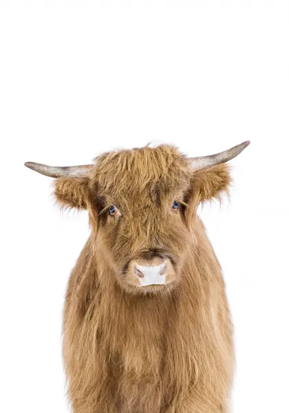 Baby Cow by Kathrin Pienaar