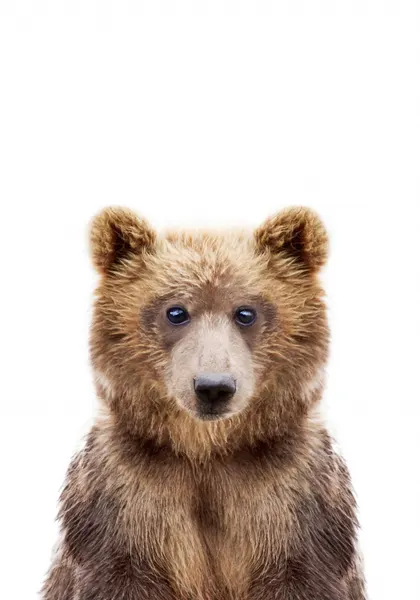 Baby Bear by Kathrin Pienaar