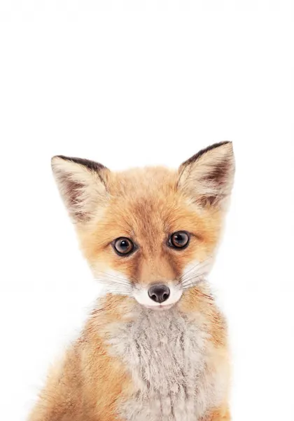 Baby Fox by Kathrin Pienaar