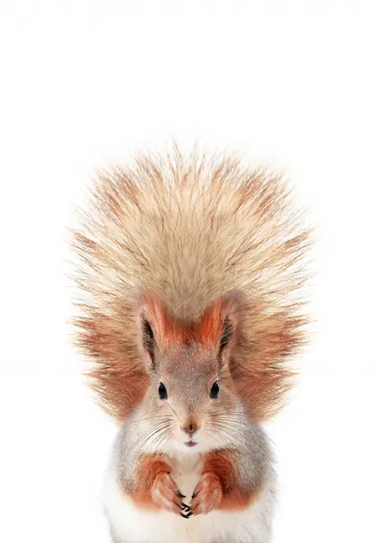 Baby Squirel by Kathrin Pienaar