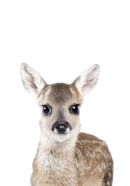 Baby Deer by Kathrin Pienaar
