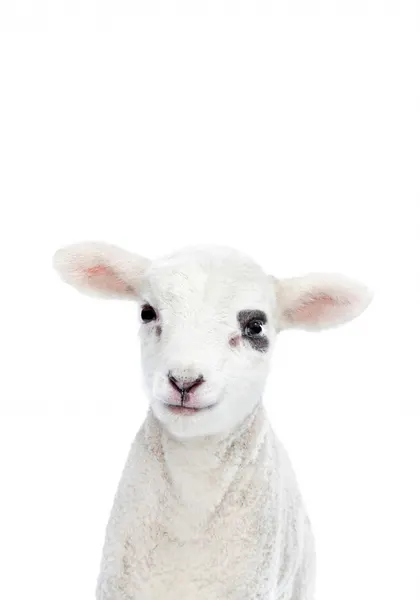 Baby Lamb by Kathrin Pienaar