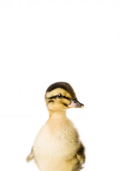 Baby Duck by Kathrin Pienaar