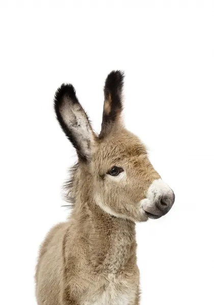 Baby Donkey by Kathrin Pienaar