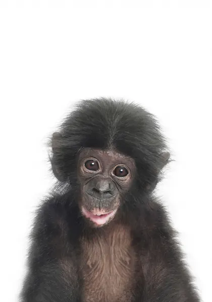 Baby Monkey by Kathrin Pienaar