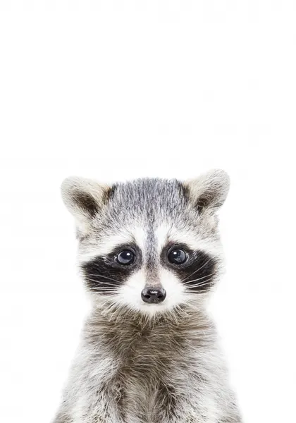 Baby Racoon by Kathrin Pienaar