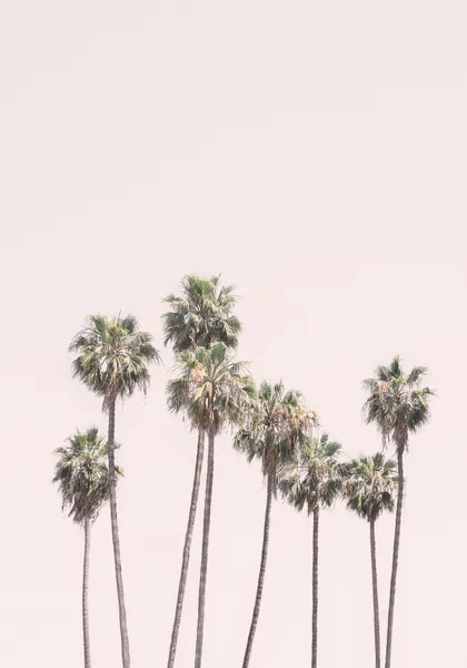 Blush Palms by Kathrin Pienaar
