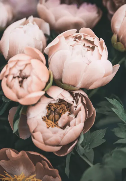 Coral Peonies by Kathrin Pienaar