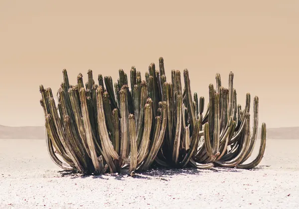 Peach Sky Cactus by Kathrin Pienaar