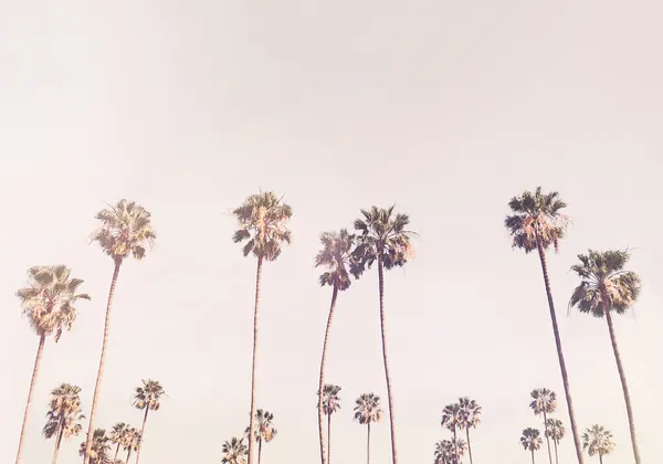Sunny Cali Palm Trees by Kathrin Pienaar