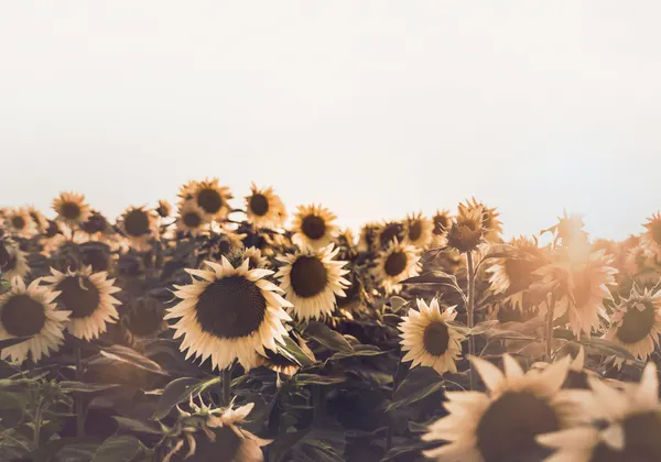 Sunflowers by Kathrin Pienaar