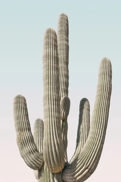 Saguaro by Kathrin Pienaar
