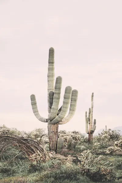 Pink Saguaro by Kathrin Pienaar