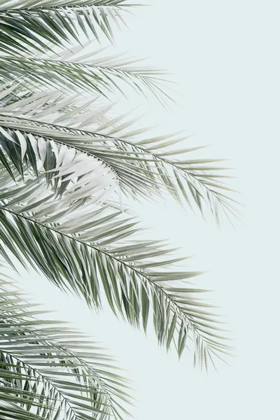 Blue Palms by Kathrin Pienaar