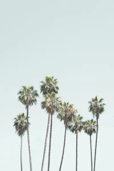 Blue Palm Trees by Kathrin Pienaar