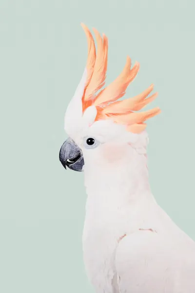 Cockatoo by Kathrin Pienaar