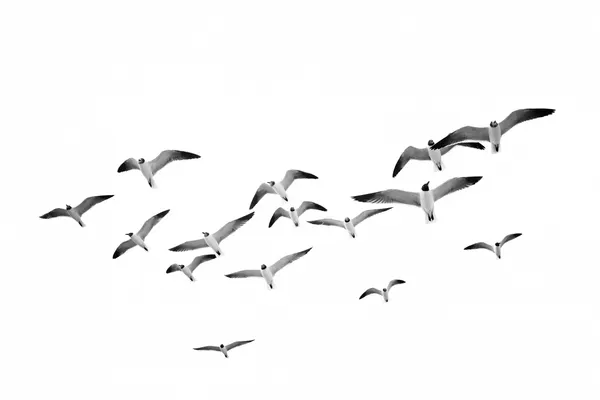 Flying Birds by Kathrin Pienaar