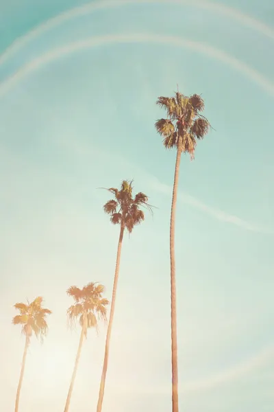Sunny Cali Palm Tree by Kathrin Pienaar