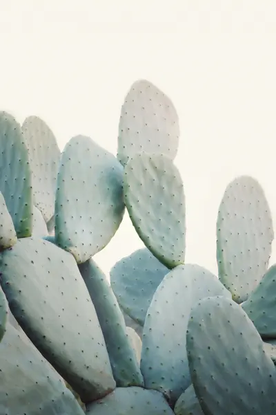 Pastel Cacti by Kathrin Pienaar