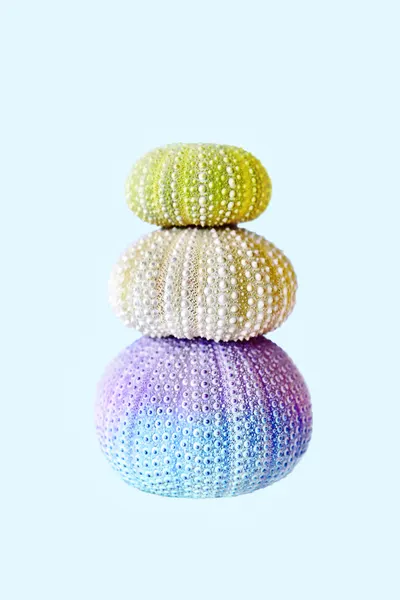 Sea Urchins by Kathrin Pienaar